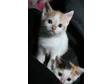 2 Female Sister Kittens for Sale