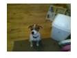 1yr old male Jack Russell. We are selling our Jack....