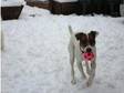 Urgent Jack Russell (£125). Buster is a male 17 month....