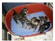 Miniature Schnauzers For Sale. Quality Puppies Male and....