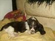 FABULOUS ENGLISH springer spaniel pups,  Raised in our....