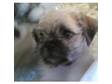 Delightful Shihtzu x Pug puppies ready for their new....