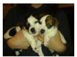 Jack Russell Puppies,  Female. Jack Russell Terrier pups, ....
