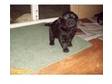 lovely litter of black labrador puppys, . we have a only....