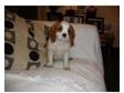 Cavalier King Charles Spaniel Puppy For Sale. Blenheim....